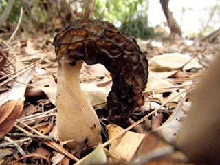 magari-120416-1.JPG