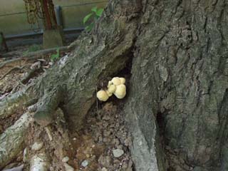 1210hirafusube-2.JPG