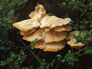 1210shirokaimen-1.JPG