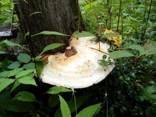 1210shirokaimen-3.JPG