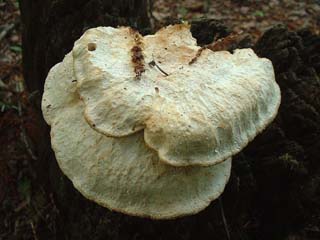 1210shirokaimen-6.JPG