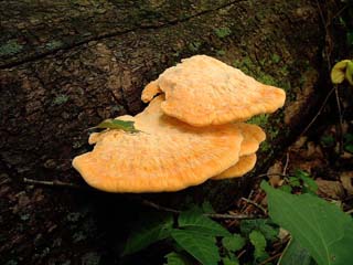 1210shirokaimen-9.JPG