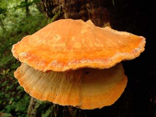 1210shirokaimen-12.JPG