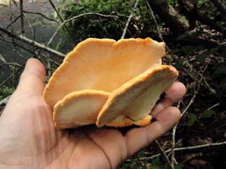 1210shirokaimen-15.JPG