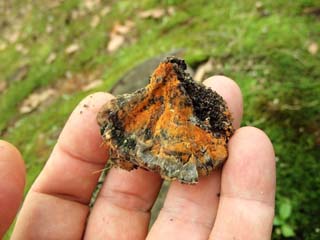 H aurantius 090606-3.JPG