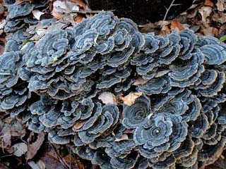 kawaratake-1.JPG
