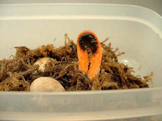 kaninotsume-6.JPG
