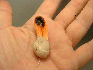 kaninotsume-7.JPG