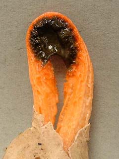 kaninotsume-9.JPG