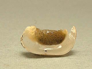 kaninotsume-13.JPG
