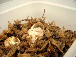 kaninotsume-16.JPG