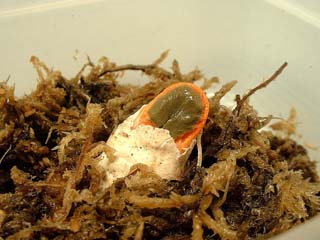 kaninotsume-17.JPG