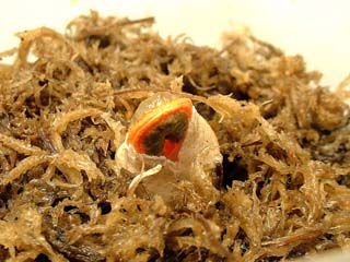kaninotsume-18.JPG