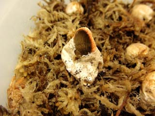kaninotsume-23.JPG