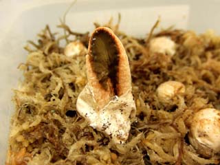 kaninotsume-25.JPG