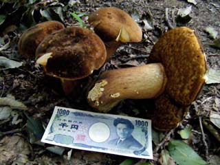 ookogecha2011-1.JPG