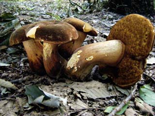 ookogecha2011-2.JPG