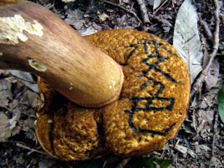 ookogecha2011-3.JPG