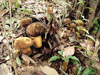 ookogecha2012-2.JPG