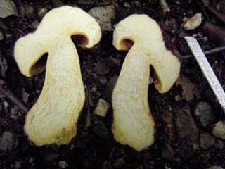 ookogecha2012-5.JPG