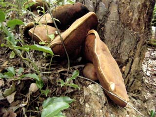 ookogecha2012-8.JPG