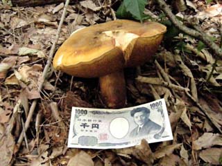 ookogecha2012-9.JPG