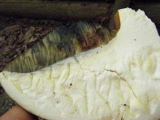 ookogecha2012-11.JPG
