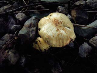 tamaase2012-1.JPG