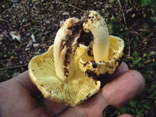 tamaase2012-3.JPG
