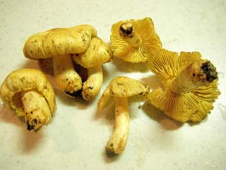 tamaase2012-5.JPG