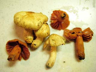 tamaase2012-8.JPG