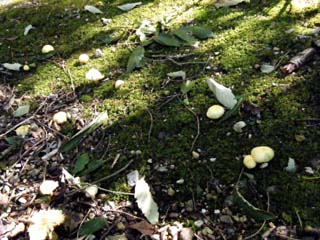 tamaase2013-1.JPG