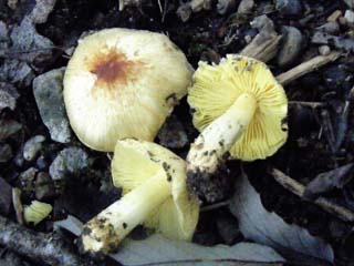 tamaase2013-2.JPG