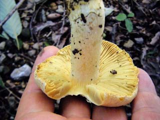 tamaase2013-5.JPG