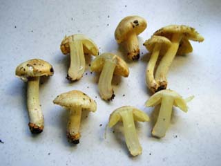 tamaase2013-7.JPG