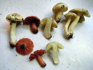 tamaase2013-8.JPG