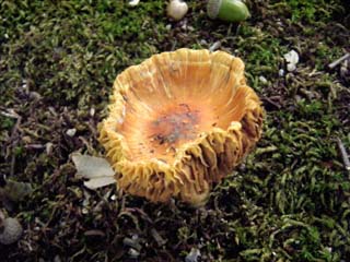 tamaase2013-9.JPG