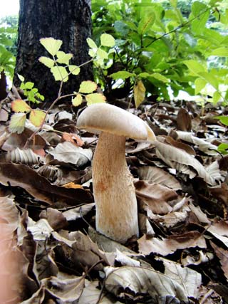yamadori2013-1.JPG