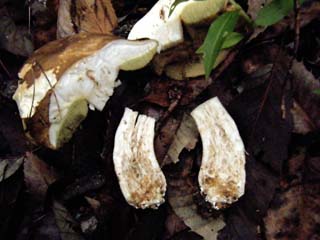 yamadori2013-4.JPG