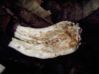 yamadori2013-5.JPG