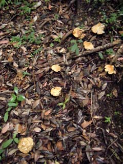 yamadori2013-6.JPG