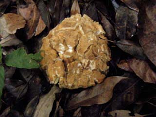 yamadori2013-7.JPG