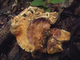 yamadori2013-8.JPG