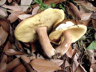 yamadori2013-9.JPG