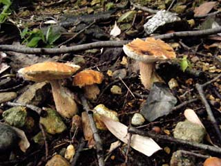 yamadori2013-10.JPG