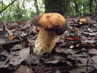 yamadori2013-11.JPG