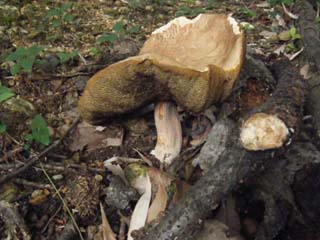 yamadori2013-12.JPG