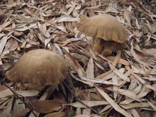yamadori2013-13.JPG