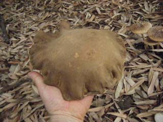 yamadori2013-14.JPG