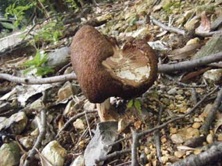 yamadori2013-15.JPG